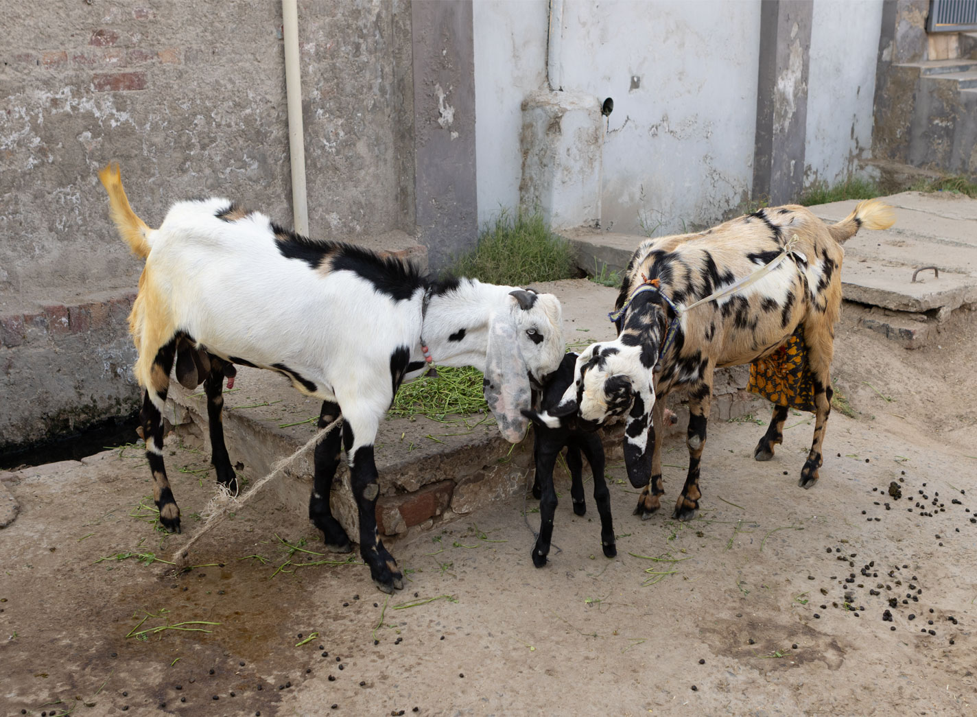 Pakistan