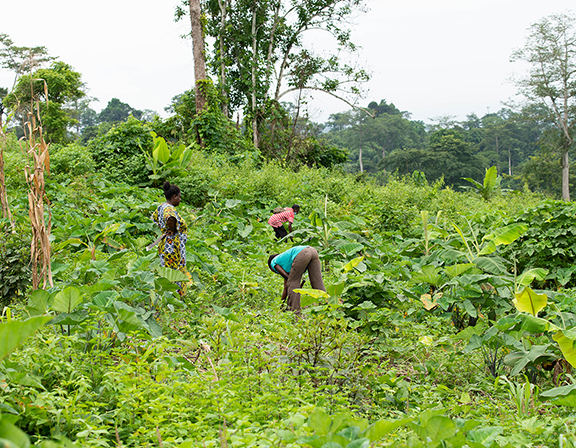 Community Farm