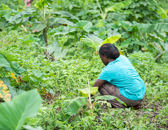 Community Farm